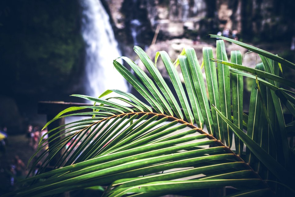 Vegetation Leaf Flora Plant