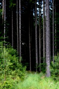 Spruce Fir Forest Ecosystem Forest Vegetation photo