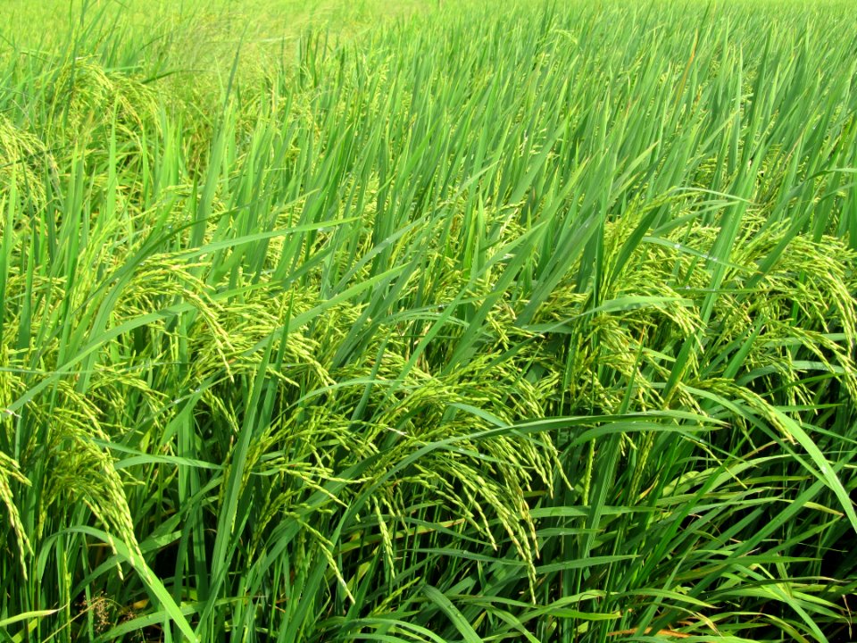 Grass Crop Vegetation Ecosystem