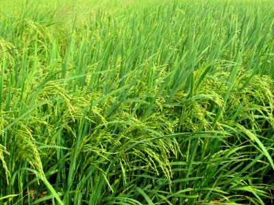 Grass Crop Vegetation Ecosystem