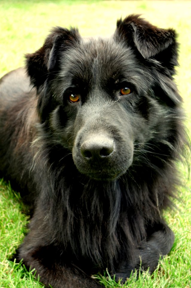 Dog Dog Like Mammal Dog Breed Dog Breed Group