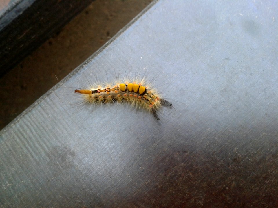 Caterpillar Larva Insect Invertebrate