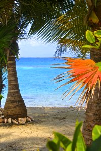 Tropics Arecales Caribbean Palm Tree photo