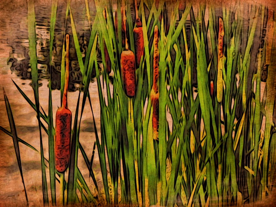 Grass Family Grass Plant Phragmites