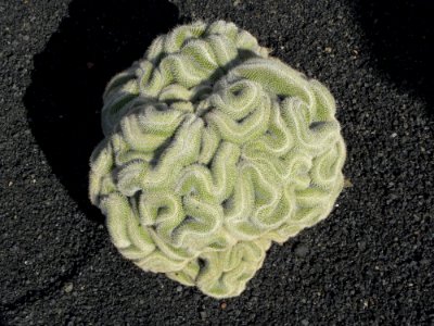 Organism Crochet