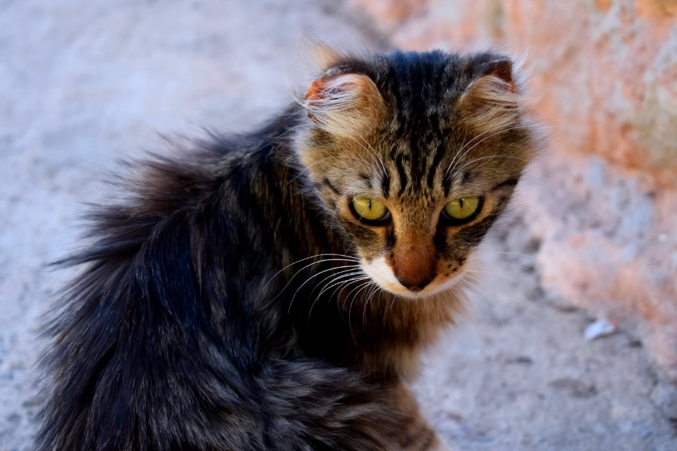 Cat Whiskers Mammal Small To Medium Sized Cats photo