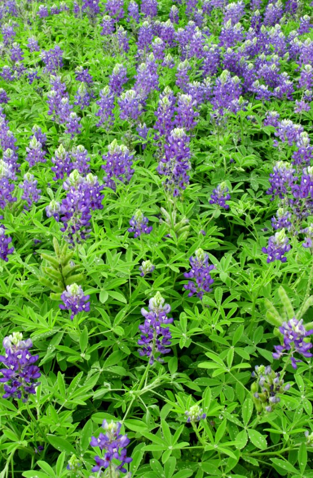 Plant Flower Lupin Grass photo