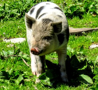 Pig Like Mammal Pig Fauna Domestic Pig photo