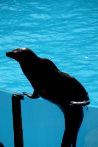 Mammal Marine Mammal Seals Fauna photo
