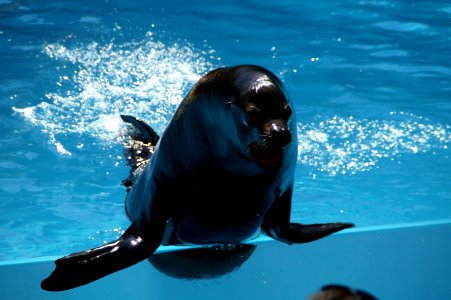 Dolphin Marine Mammal Mammal Whales Dolphins And Porpoises photo