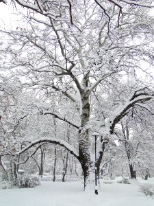 Snow Winter Tree Branch photo