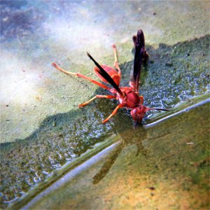 Insect Invertebrate Pest Organism