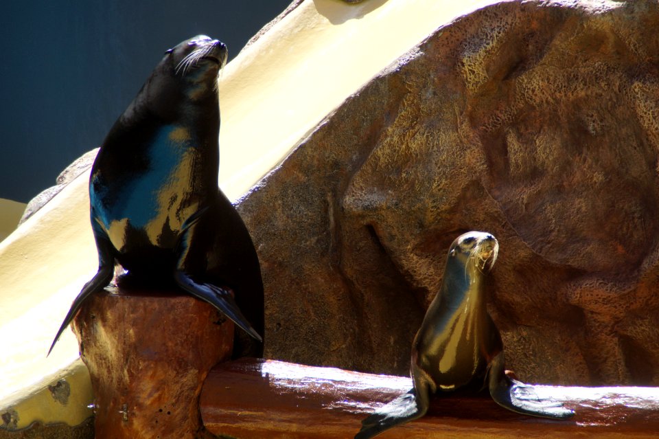 Fauna Seals Beak Flightless Bird