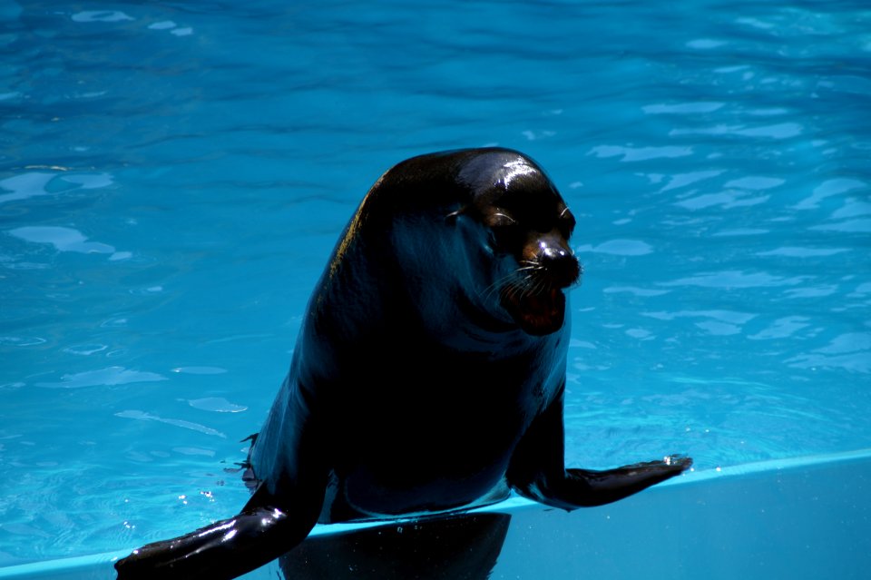 Water Mammal Marine Mammal Dolphin