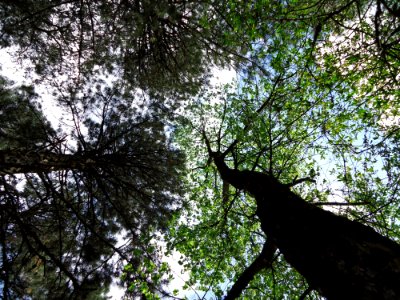 Tree Nature Branch Leaf