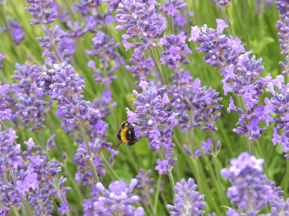 Insect violet blossom