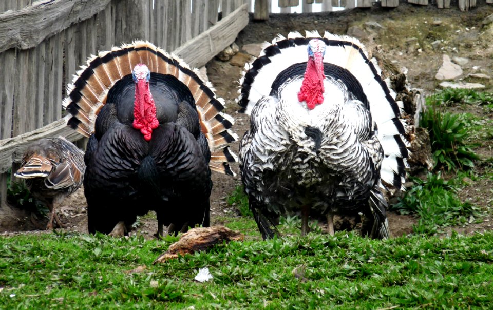 Domesticated Turkey Wild Turkey Galliformes Turkey