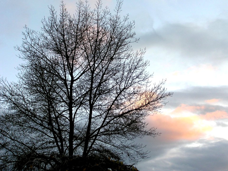 Sky Cloud Tree Branch