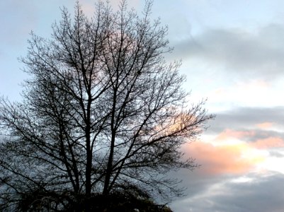 Sky Cloud Tree Branch