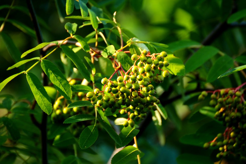 Plant Barberry Family Pistacia Lentiscus Fruit Tree