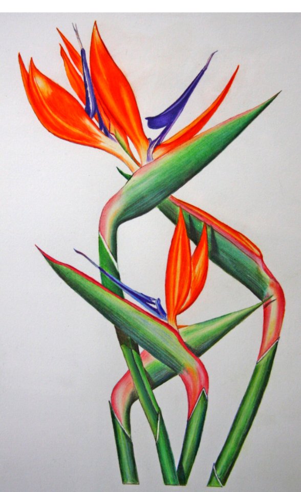 Flower Plant Flora Flowering Plant