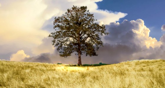 Sky Grassland Field Tree