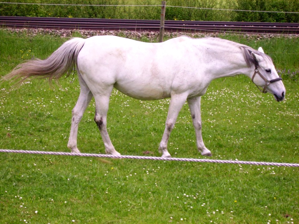 Horse Pasture Mare Mane