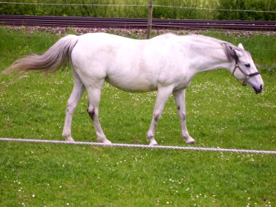 Horse Pasture Mare Mane