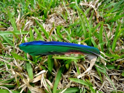 Grass Grass Family Plant Community