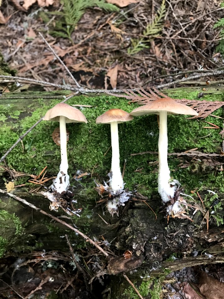 Fungus Mushroom Edible Mushroom Tree photo