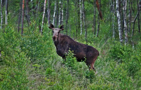 Wildlife Nature Reserve Fauna Wilderness