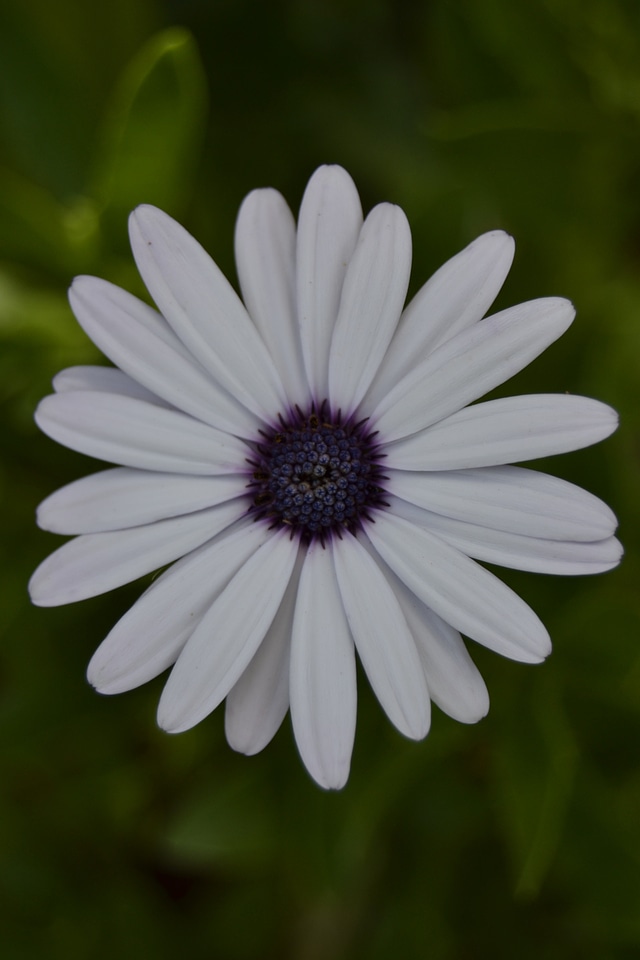 Petals bloom blooming photo