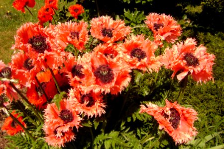 Flower Plant Flowering Plant Annual Plant
