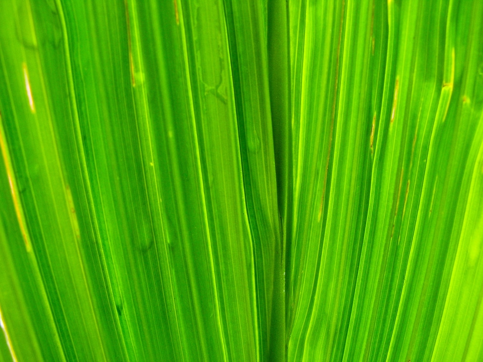 Plant leaf natural