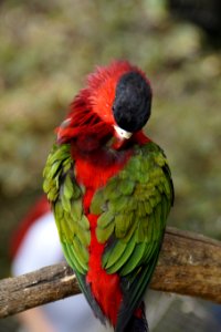 Bird Parrot Beak Macaw photo