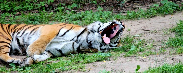 Wildlife Tiger Terrestrial Animal Fauna photo