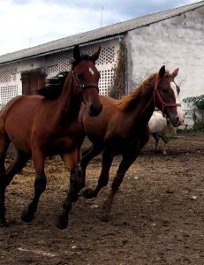 Horse Mare Bridle Halter photo