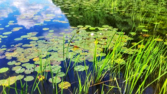 Water Vegetation Ecosystem Nature Reserve