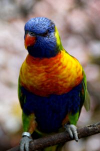 Bird Parrot Beak Parakeet photo