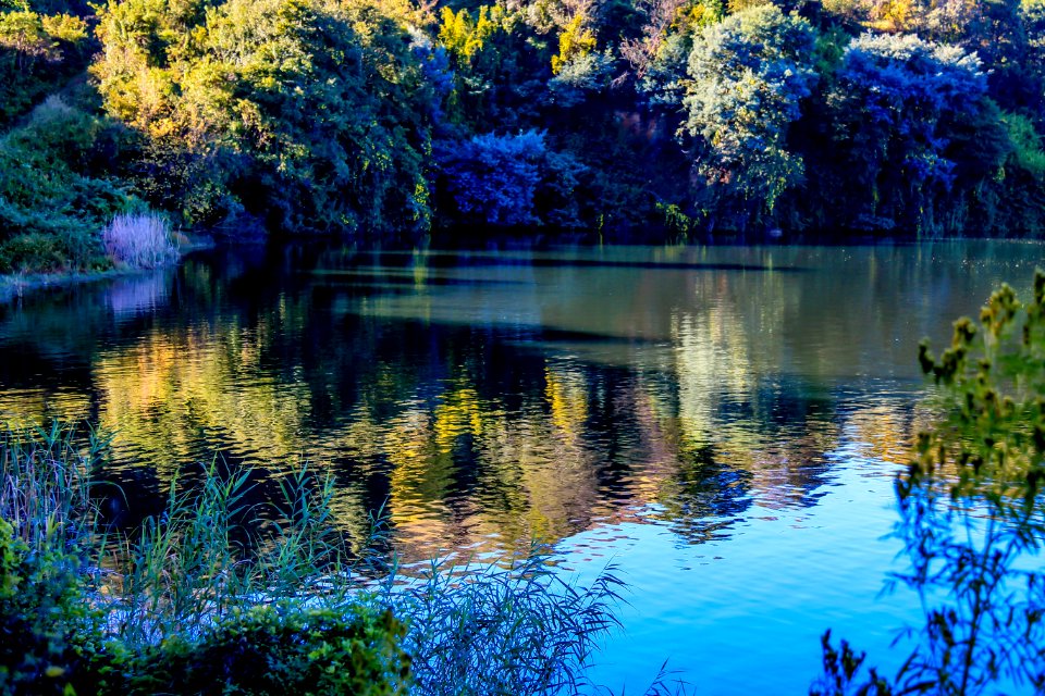 Reflection Water Nature Leaf