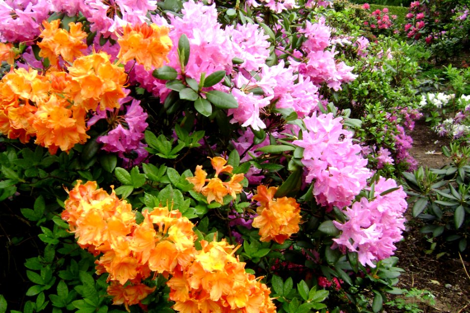 Flower Plant Flowering Plant Shrub