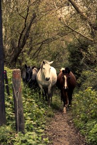 Tree Woody Plant Cattle Like Mammal Wildlife