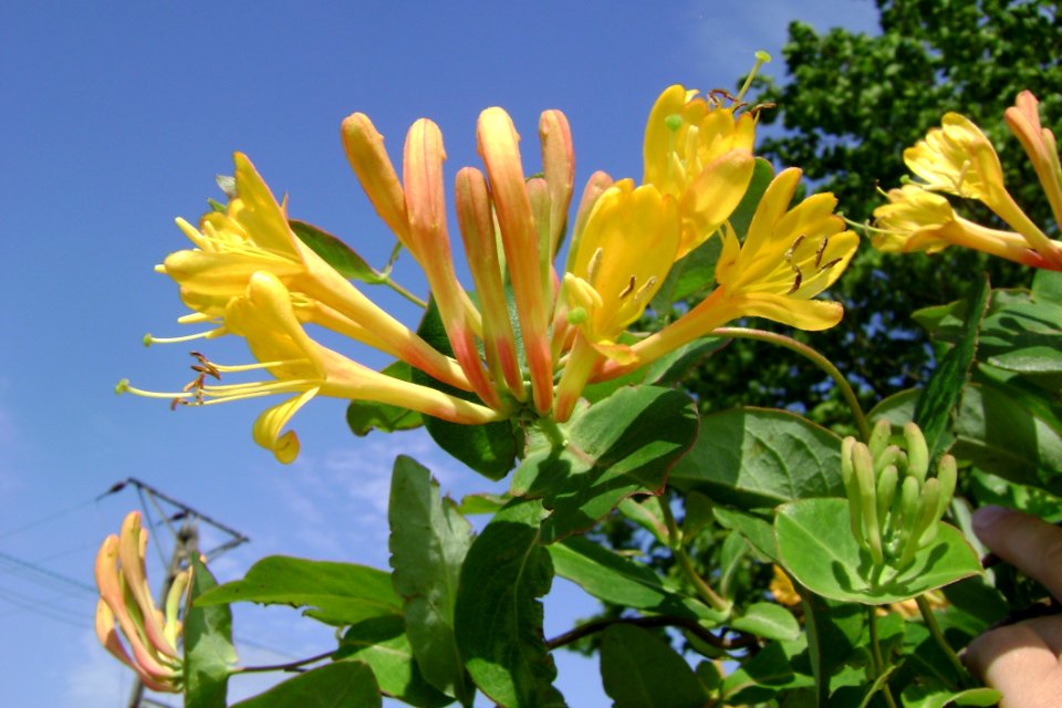 Flower Plant Honeysuckle Honeysuckle Family