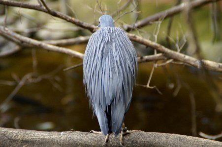 Bird Beak Fauna Feather
