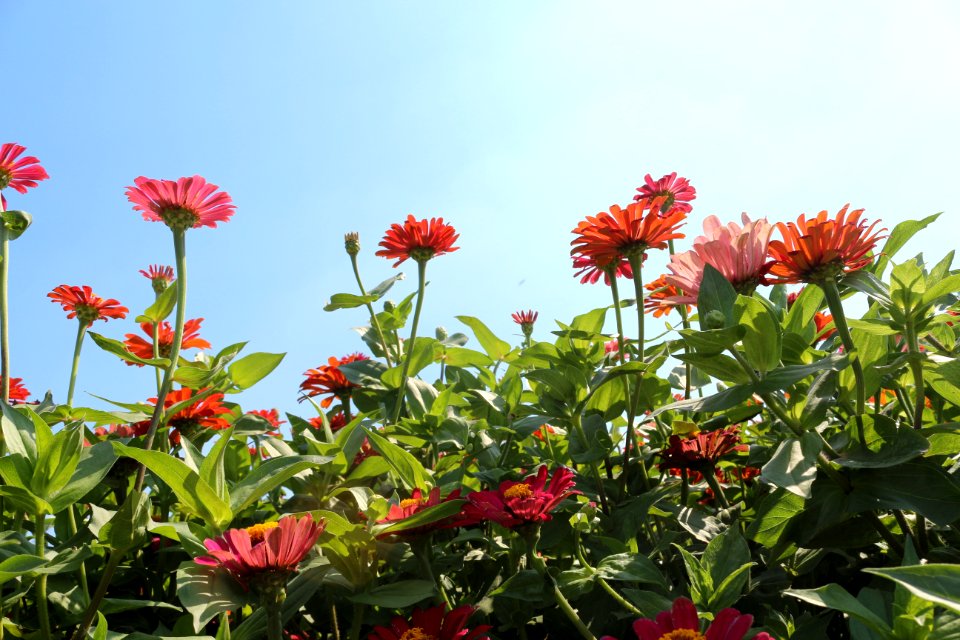 Flower Plant Flora Flowering Plant