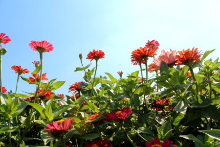 Flower Plant Flora Flowering Plant