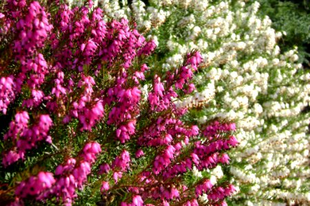 Plant Flower Pink Flora