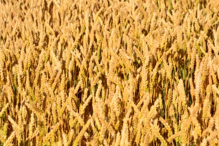 Food Grain Wheat Grass Family Field