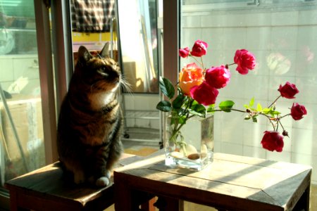 Flower Cat Mammal Small To Medium Sized Cats