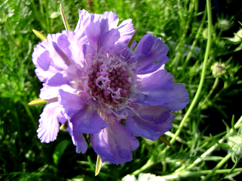 Flower Purple Plant Flowering Plant